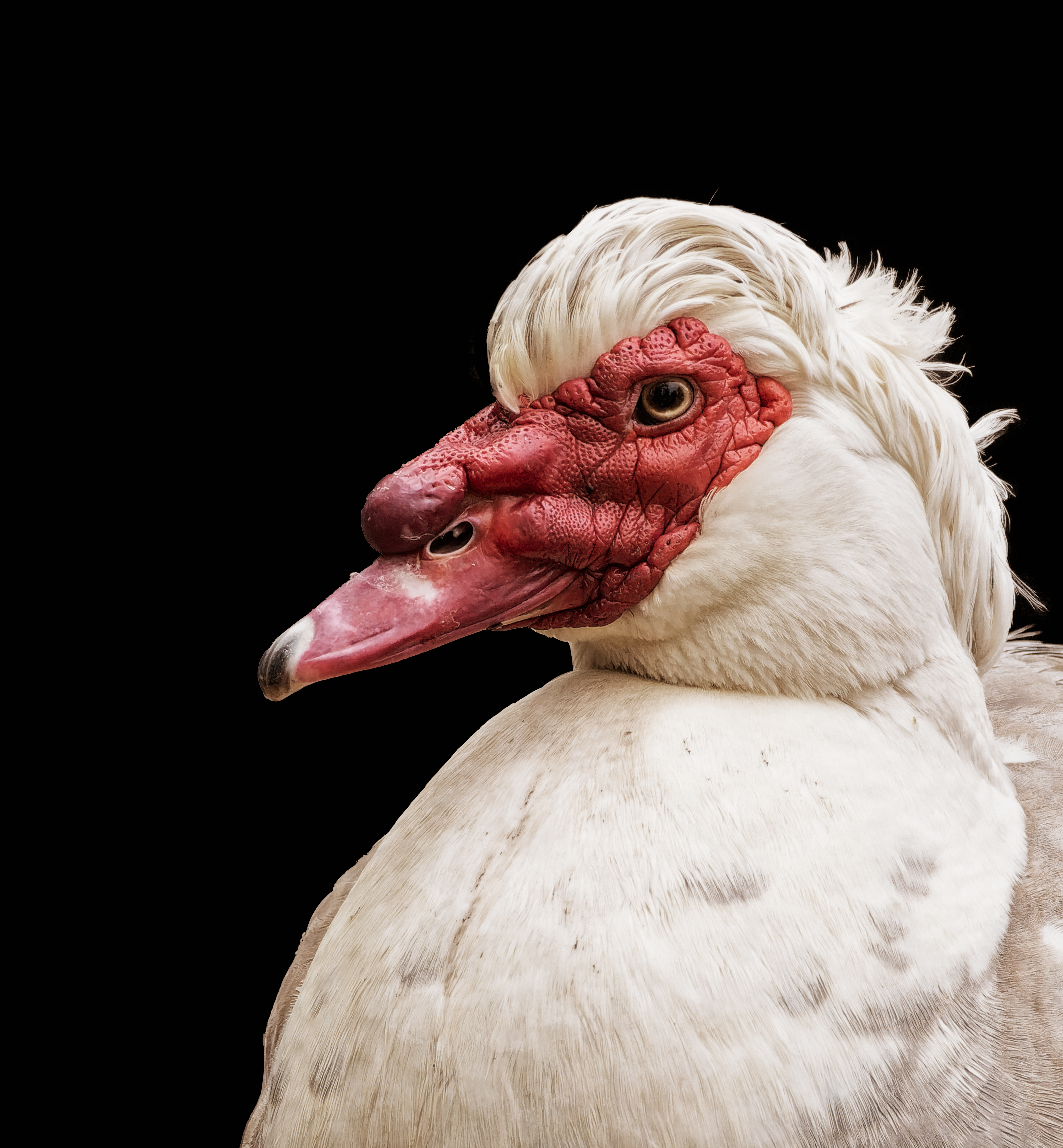 Muscovy Duck