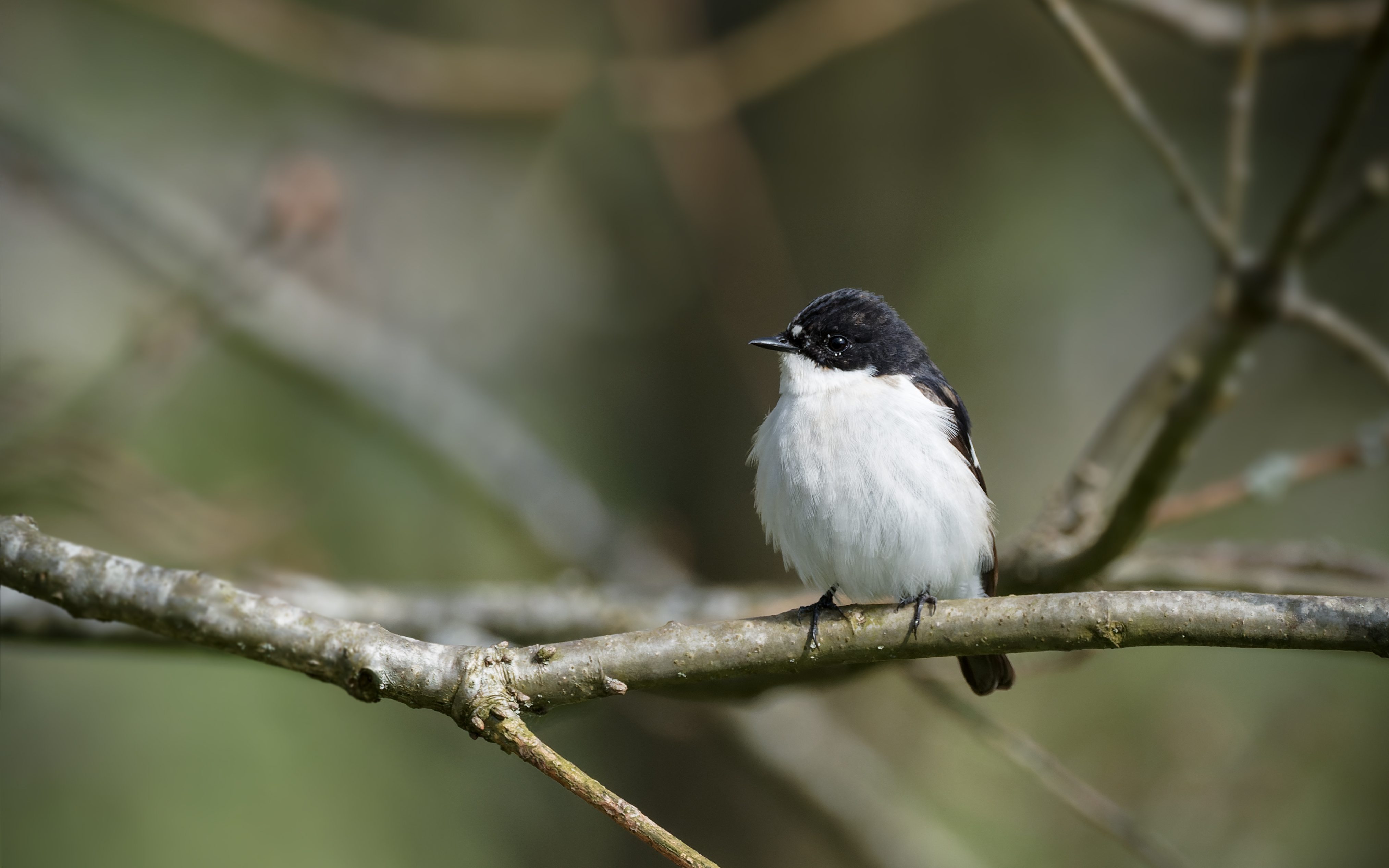 Pied Flycatcher