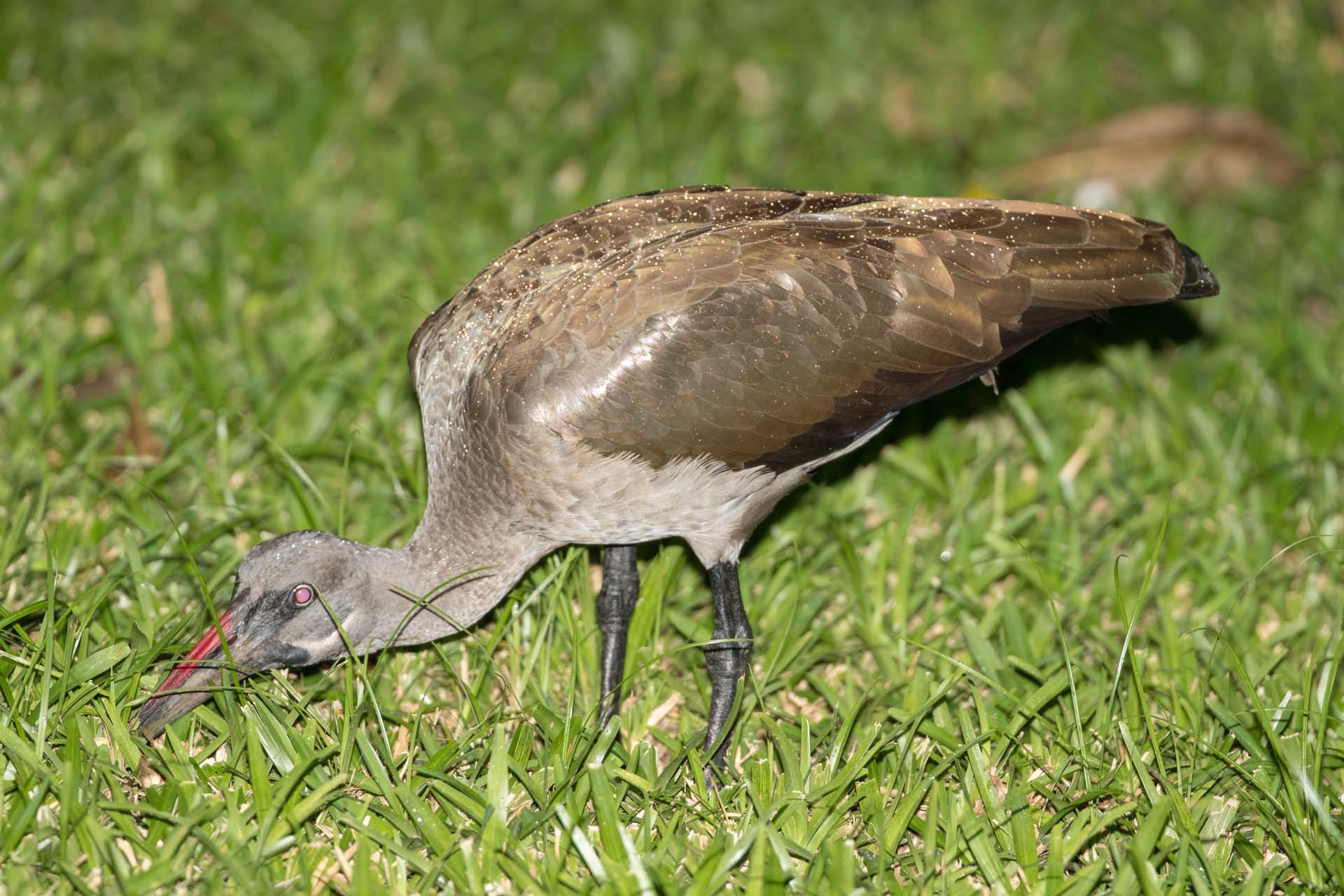 the early Ibis catch the worm