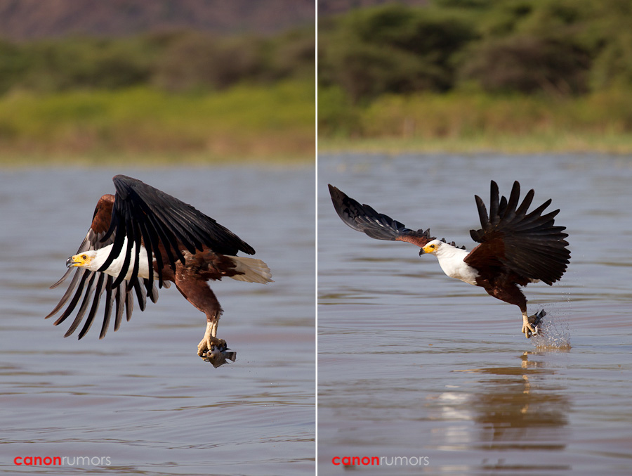 Canon EF 70-300mm f/4-5.6L IS - Your Best Source for Canon