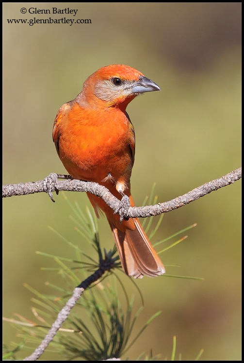 Hepatic Tanager 01 - Canon EF 600mm f/4L IS II