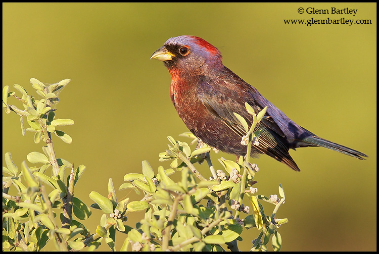 Varied Bunting 01 - Canon EF 600mm f/4L IS II
