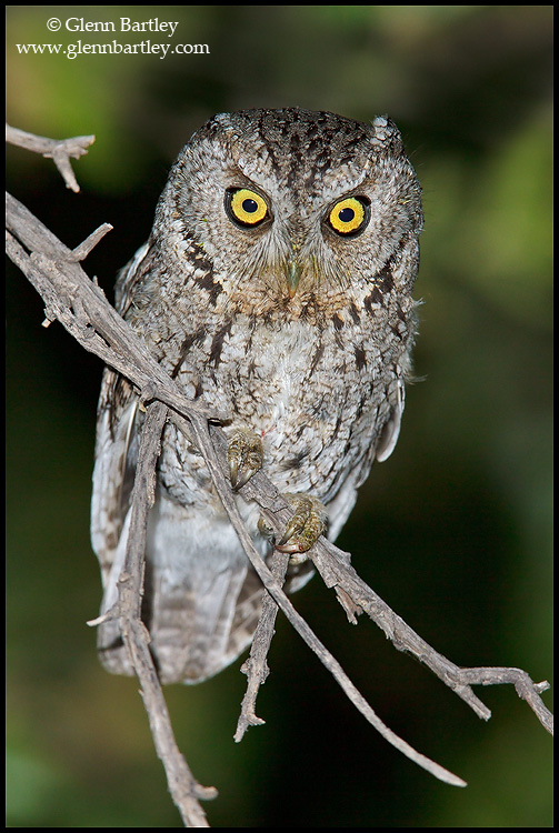 Whiskered Screech Owl 01 - Canon EF 600mm f/4L IS II
