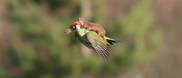weasel70d - Canon EOS 70D Best Camera to Use to Shoot a Weasel on a Woodpecker