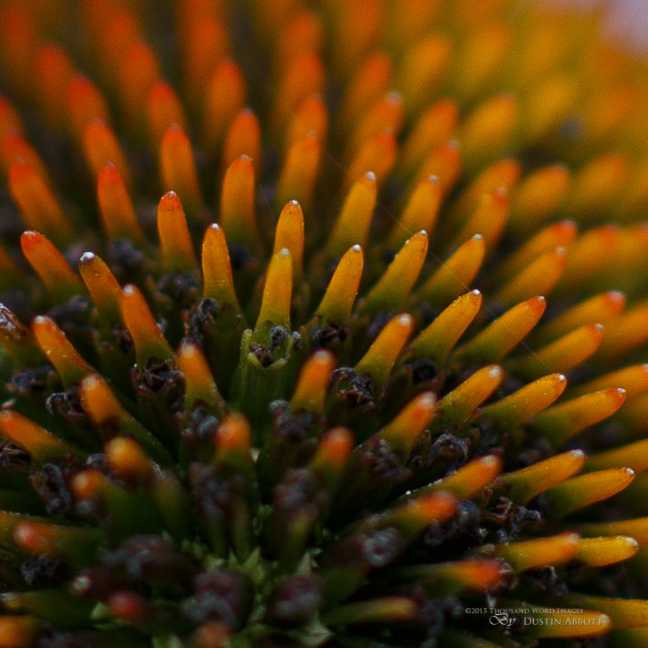 Close focus plus Crop-2