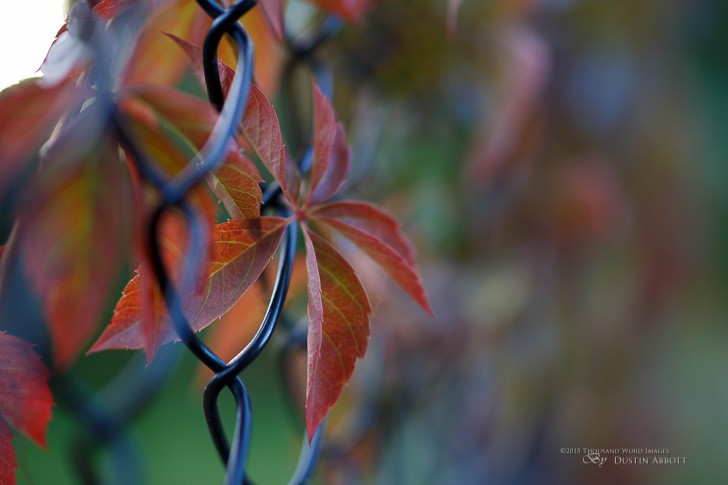 Fence Bokeh