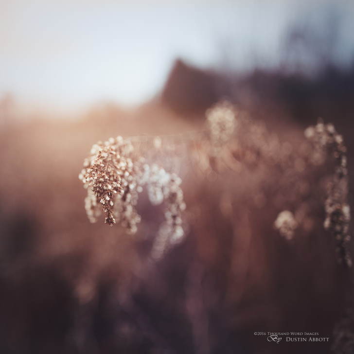 © 2015 Thousand Word Images by Dustin Abbott Some lenses just have the ability to make everything look better. You can point it at common things and get uncommon results. I've quickly found that to be the case with the new Canon 35mm f/1.4L II USM. This is Zeiss Otus-like image quality, and as I compare this new lens with the Sigma 35mm f/1.4 ART, it is quickly making me a believer despite its stiff price tag. Watch for my review in early 2016. Technical Information: Canon EOS 6D, Canon EF 35mm f/1.4L II USM, Processed in Adobe Lightroom CC, Photoshop CC, and Alien Skin Exposure X (use code "dustinabbott" to get 10% off) Want to know more about me or make contact? Take a look at my website and find a lot of ways to connect and view my work.