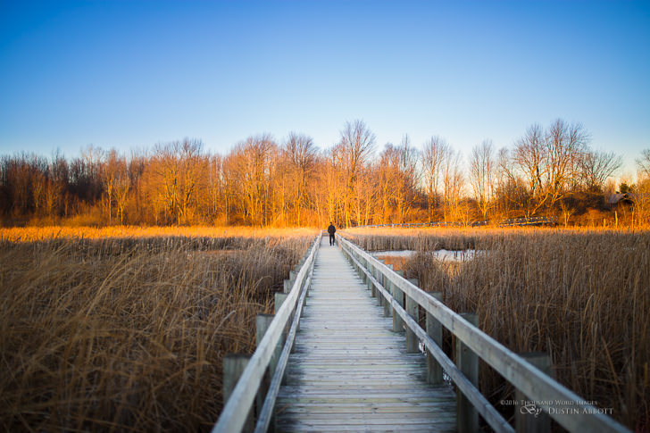 © 2015 Thousand Word Images by Dustin Abbott The Mer Bleue bog in Ottawa proved a very cool place to shoot a variety of images. I was able to directly test some of the things I wanted to hit on the Canon 35L II and Sigma 35 ART reviews. This shot shows off a few of the 35LII's strengths, including great resolution wide open, great color, nice bokeh, but very importantly to me the focus in this very challenging zone (not quite infinity focus) is nailed. The Sigma really struggles with nailing focus at this length. I liked the resulting image here and wanted to share. Technical info: Canon EOS 6D, Canon EF 35mm f/1.4L II USM, Processed in Adobe Lightroom CC, Adobe Photoshop CC, and Alien Skin Exposure X (Use Code "dustinabbott" to get 10% anything and everything) Want to know more about me or make contact? Take a look at my website and find a lot of ways to connect and view my work.
