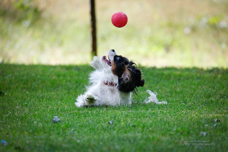 Ball