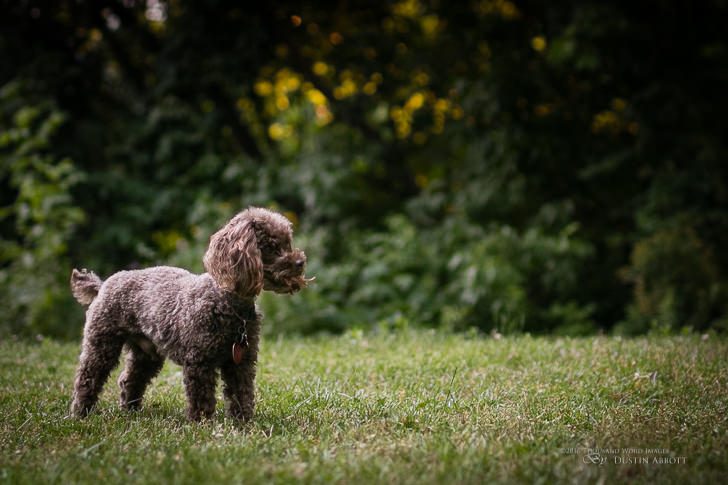 Dog Crops-2
