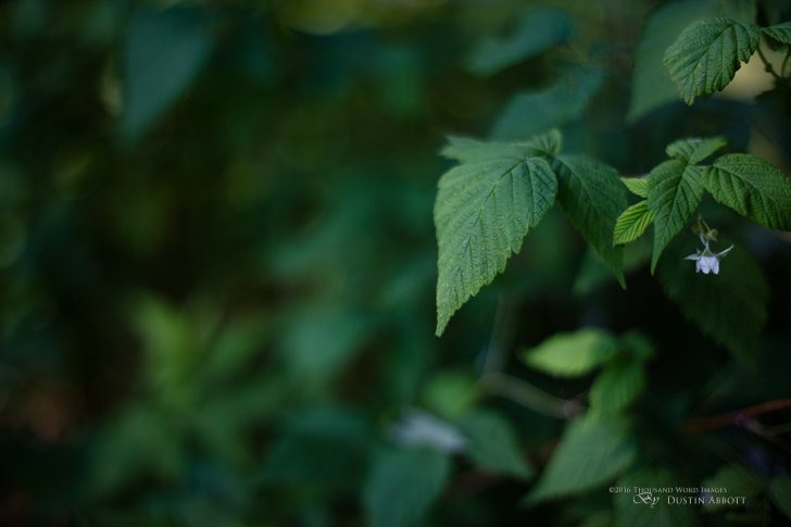 Takumar