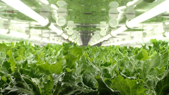 20180227 lettuce article main image 1 - Canon makes moves into .. Lettuce Farming?