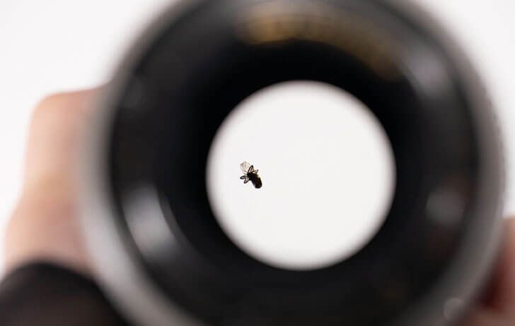 flyinlens 728x462 - How does a dead fly in a Canon  EF 70-200mm f/2.8L IS II affect image quality?