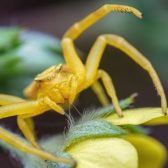 一張含有 黃色, 蔬菜 的圖片 自動產生的描述