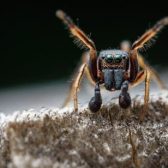 一張含有 昆蟲 的圖片 自動產生的描述