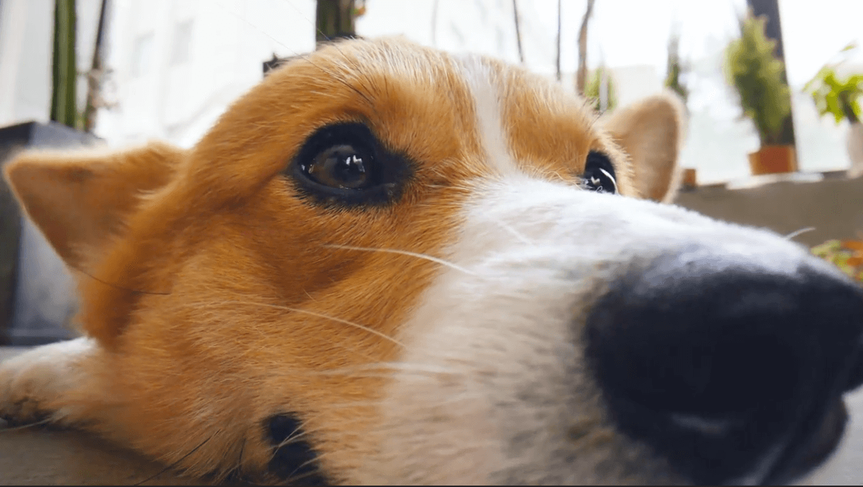 A close up of a dog's face Description automatically generated