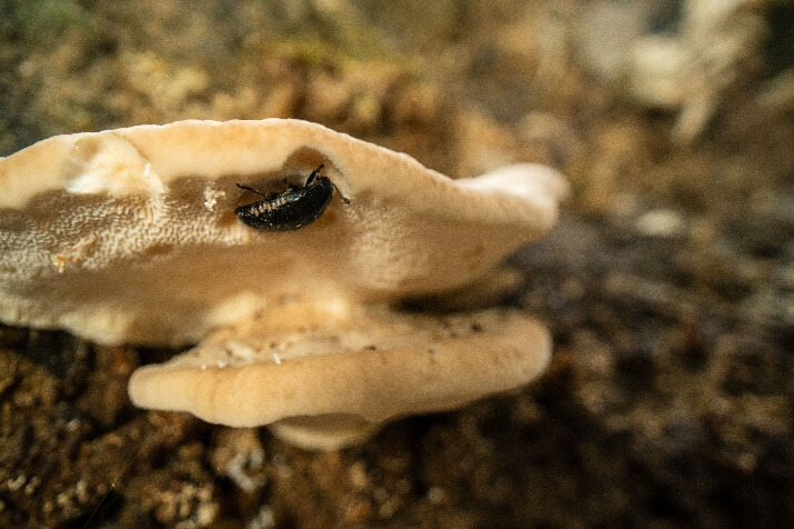 A close up of a mushroom Description automatically generated