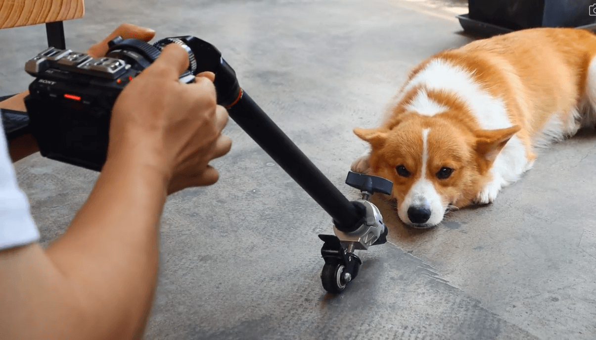A person using a vacuum cleaner to clean a dog's head Description automatically generated