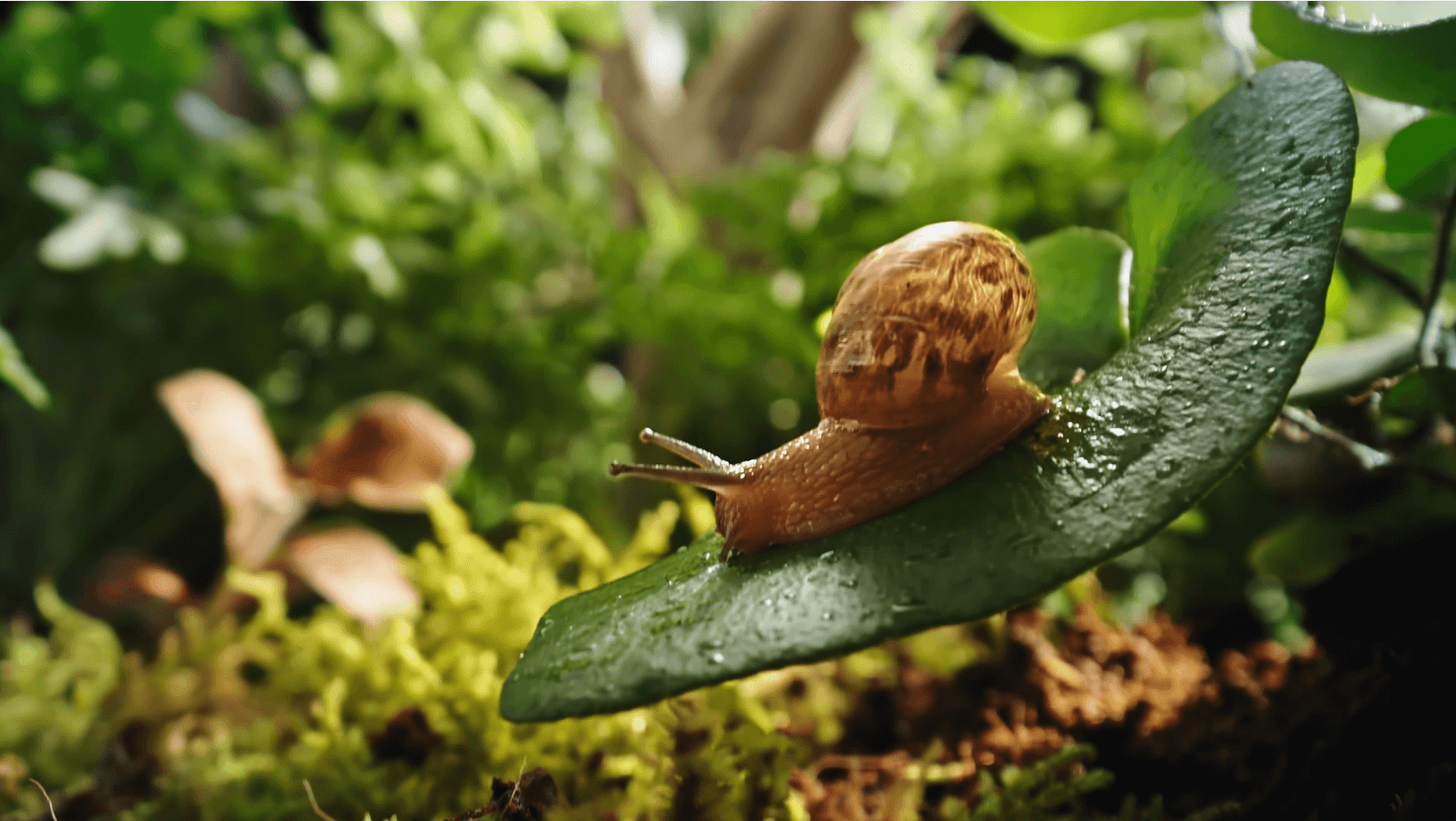 A snail on a leaf Description automatically generated