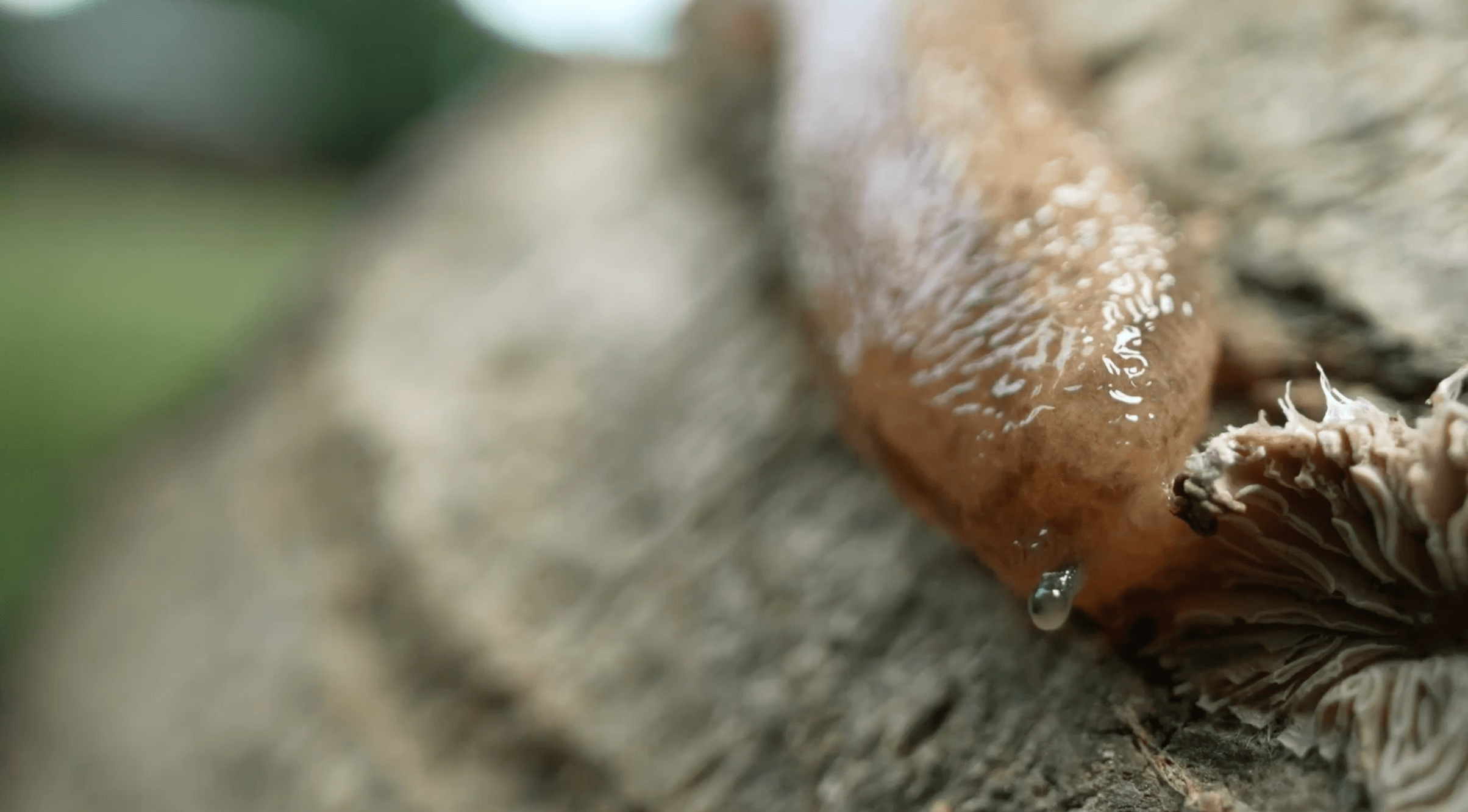 一張含有 無脊椎動物, 微生物, 蝸牛, 天然材料 的圖片 自動產生的描述