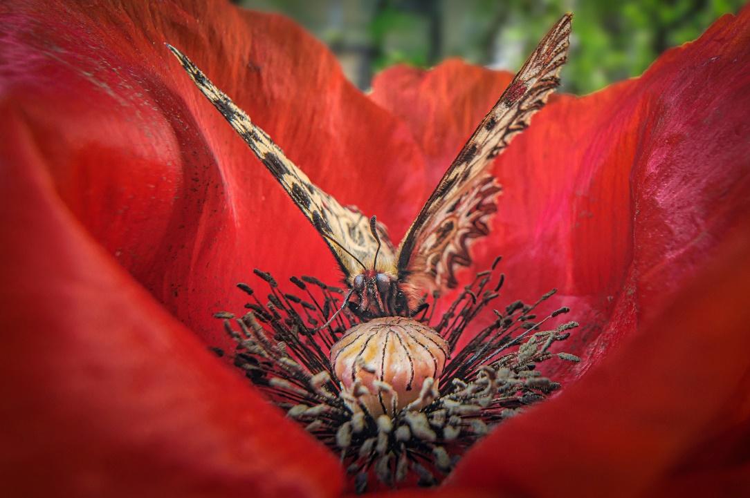 A butterfly on a flower

AI-generated content may be incorrect.