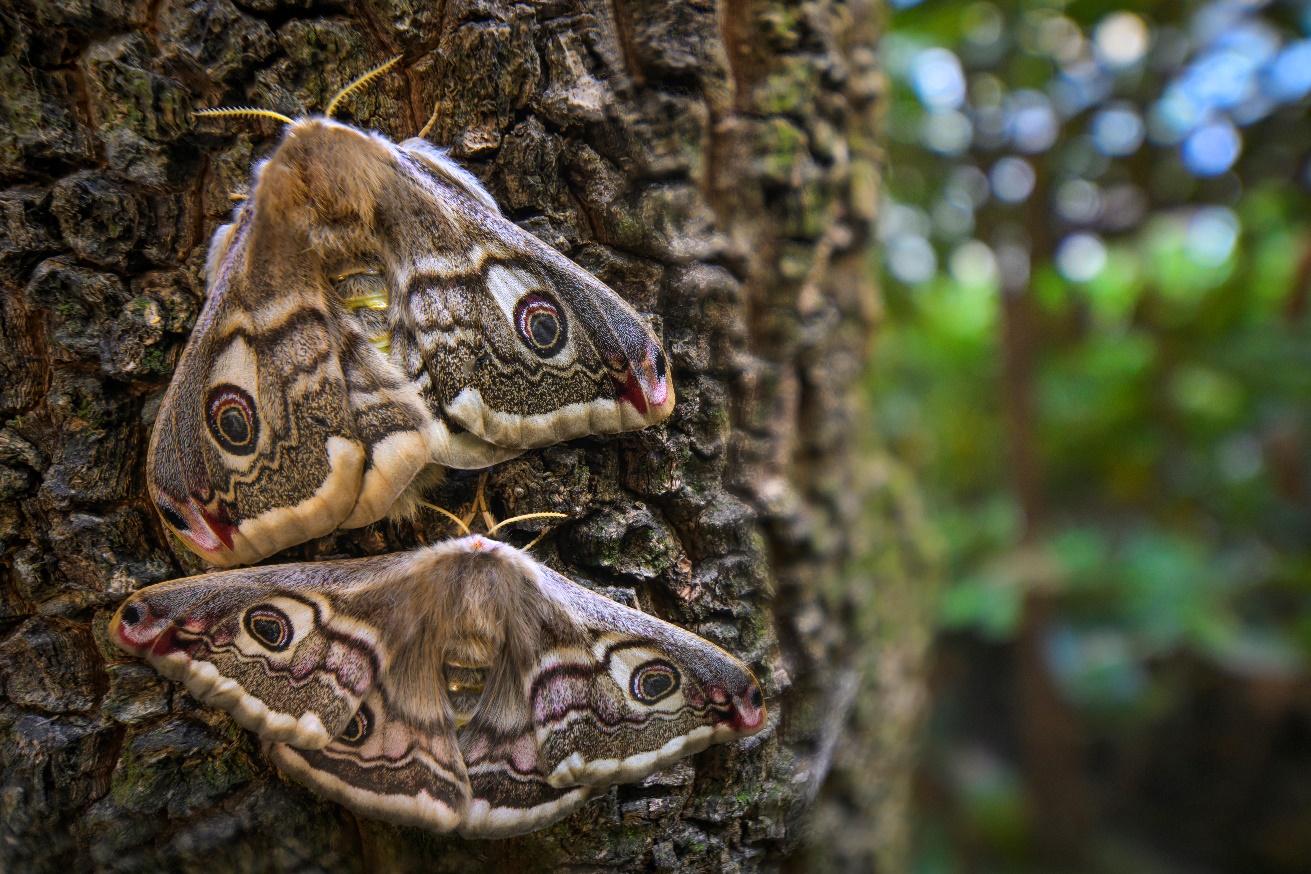 A pair of moth on a tree

AI-generated content may be incorrect.