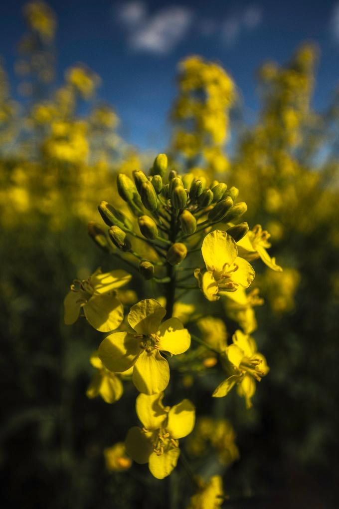 Close-up of a yellow flower AI-generated content may be incorrect.