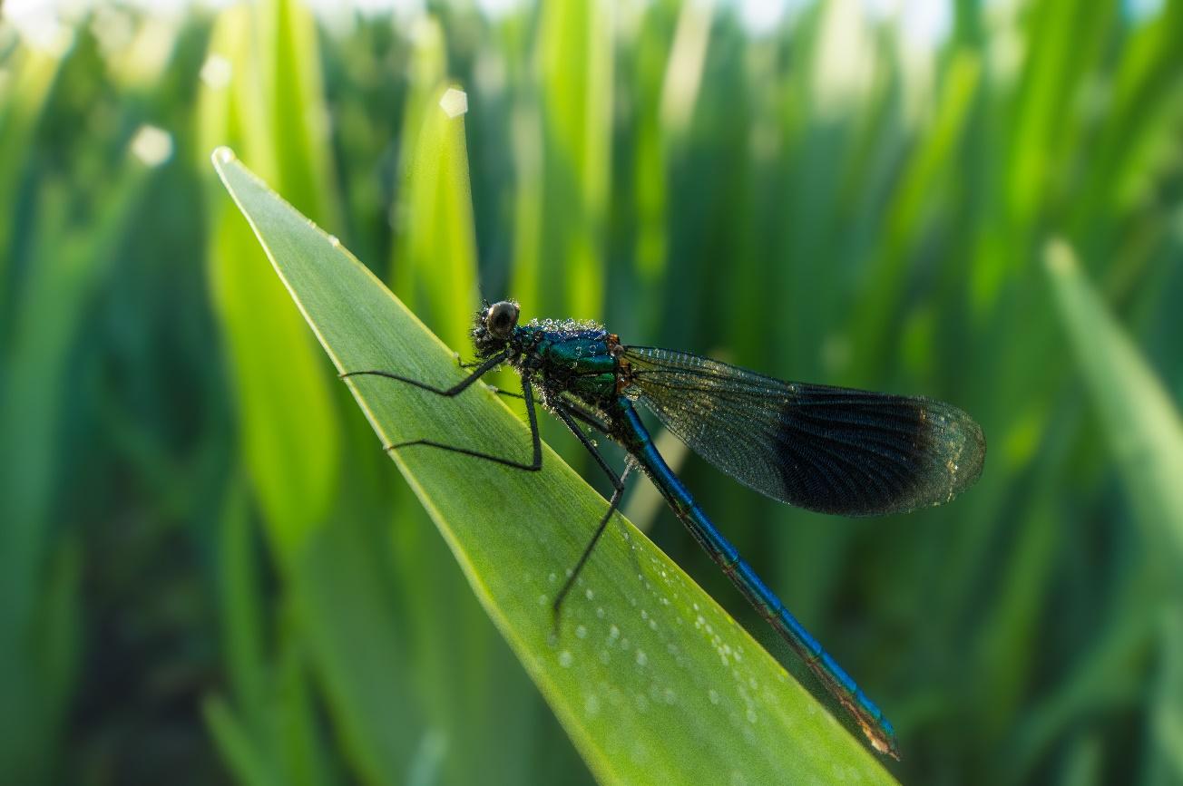 一張含有 脈翅類昆蟲, 草, 無脊椎動物, 戶外 的圖片

自動產生的描述