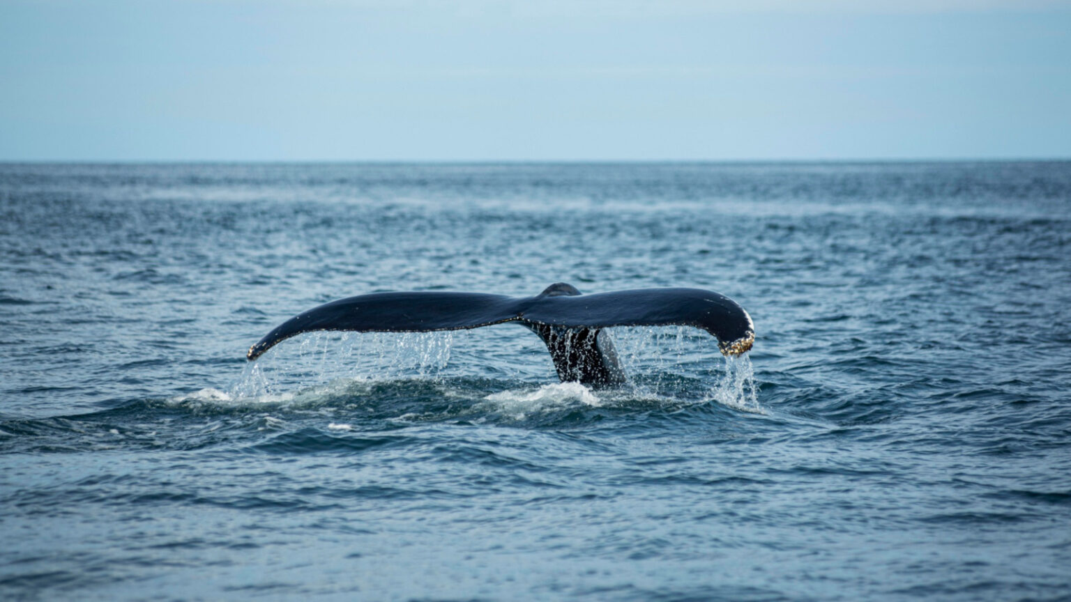 Camera Settings for Whale Watching