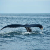 Camera Settings for Whale Watching