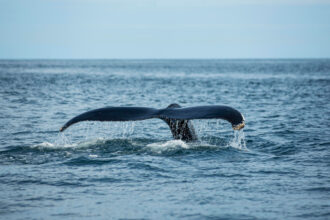 Camera Settings for Whale Watching