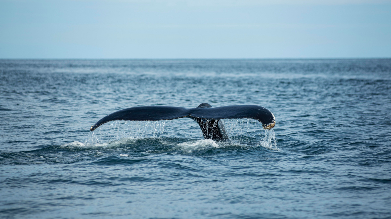 Whale Tales & Epic Fails: Best Camera Settings for Whale Watching