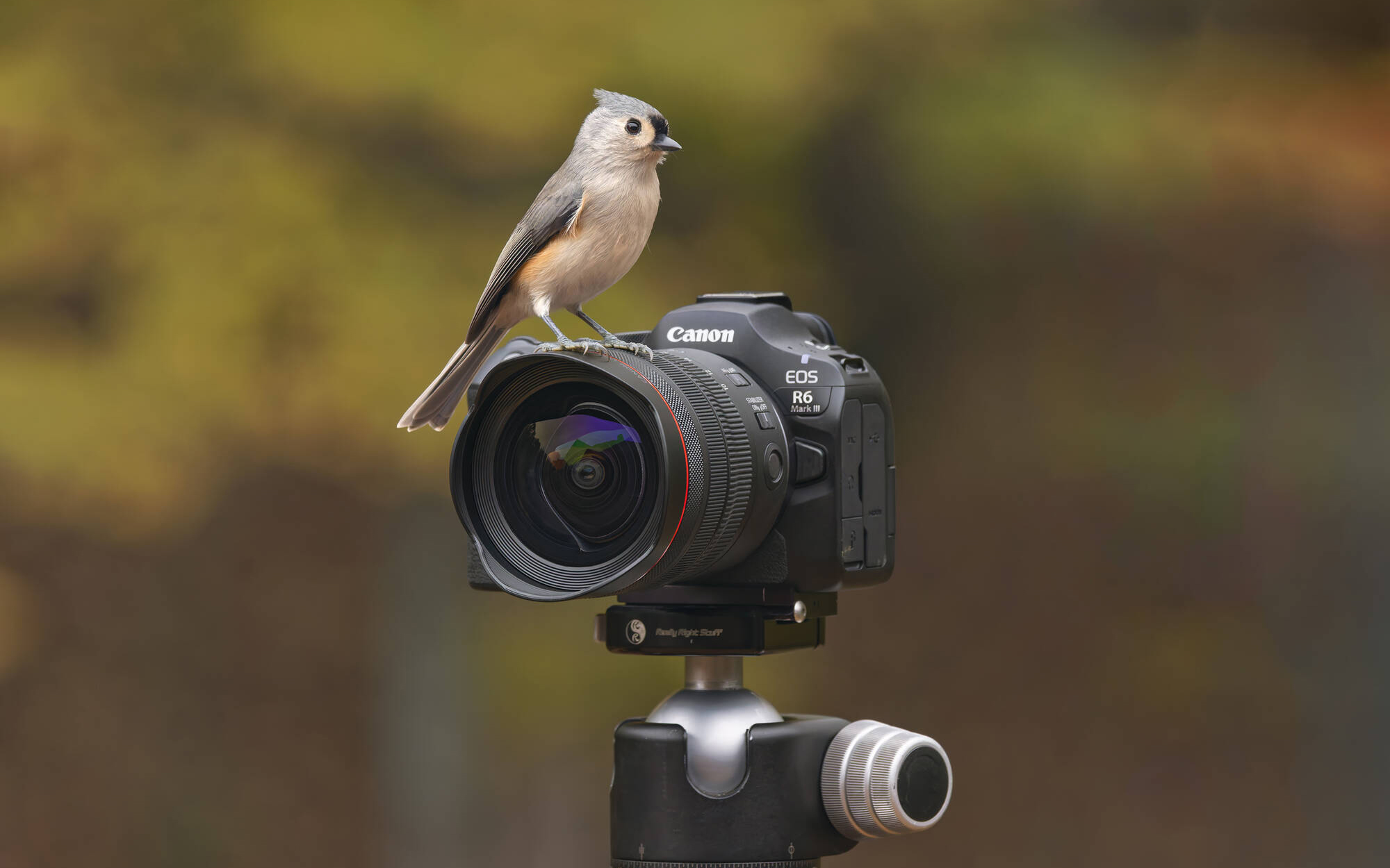 Why I'm Buying The R5C Instead Of The C50 (Or R6 Mark III)