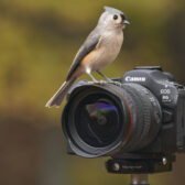 Canon EOS R6 Mark III Creator Review: This May Not Be For You