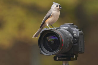 Canon EOS R6 Mark III Creator Review: This May Not Be For You