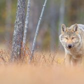 Joshua Holko Boreal Forest Finland